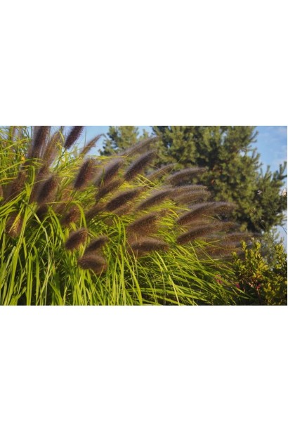 Пенісетум лисохвостий `Блек Б`юті`